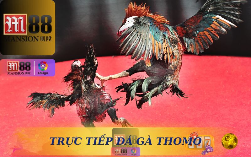 TRỰC TIẾP ĐÁ GÀ THOMO TRÊN M88